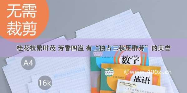 桂花枝繁叶茂 芳香四溢 有“独占三秋压群芳”的美誉